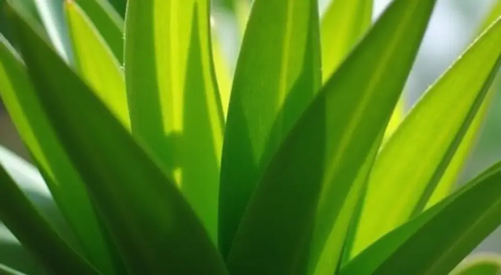 Dicas de Como Cuidar de Dracena: Segredos Revelados 2026